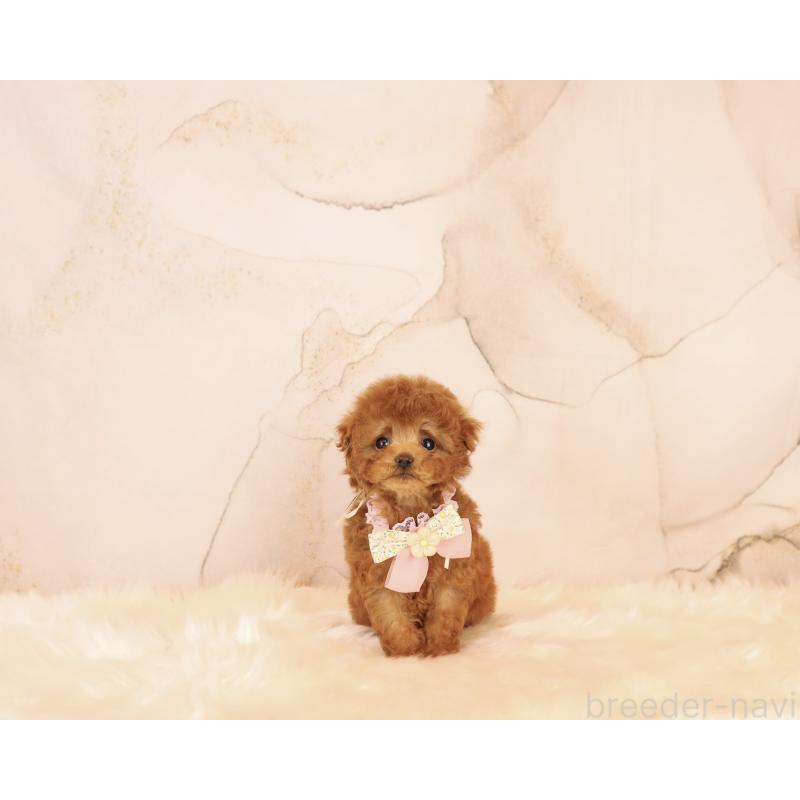 販売中の岡山県のティーカッププードル-450554の2枚目