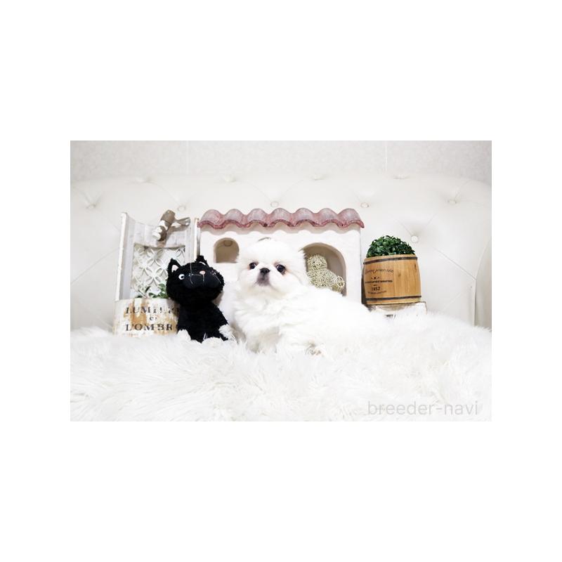 販売中の佐賀県のペキニーズ-450551の5枚目