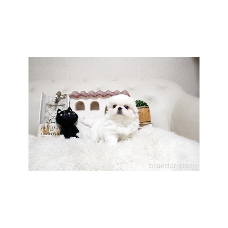 販売中の佐賀県のペキニーズ-450551の4枚目