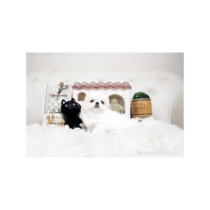 販売中の佐賀県のペキニーズ-450551の3枚目