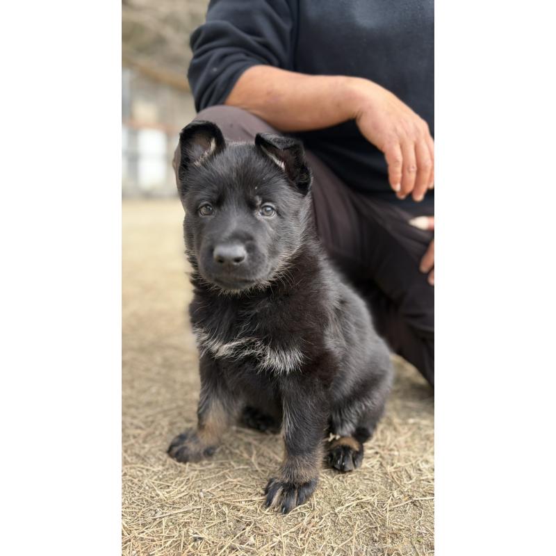 販売中の福岡県のジャーマンシェパードドッグ-450550の6枚目