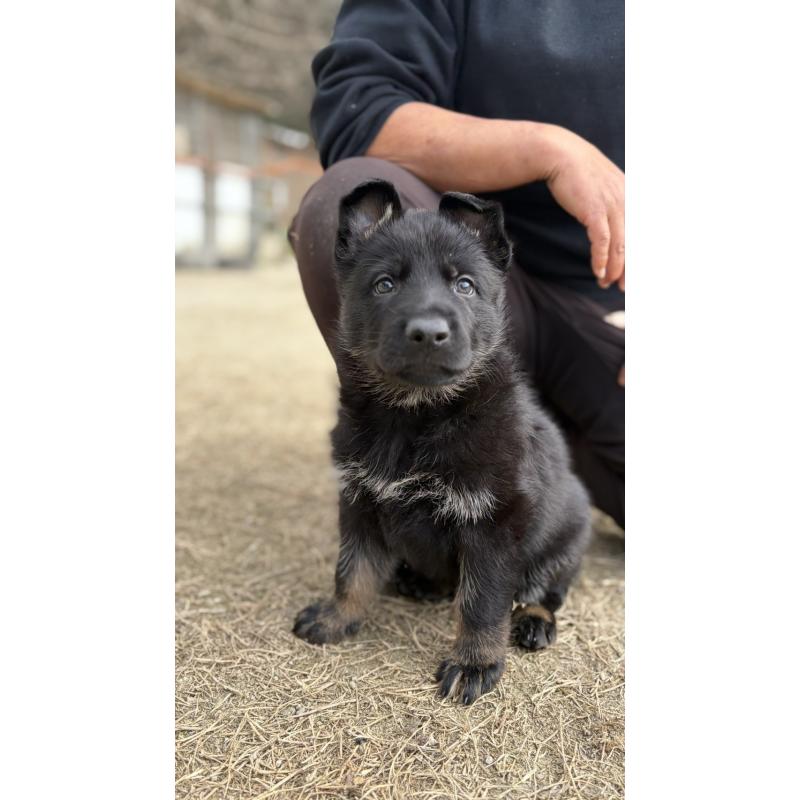 販売中の福岡県のジャーマンシェパードドッグ-450550の5枚目