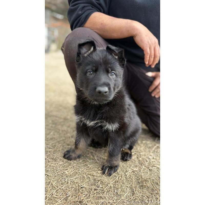 販売中の福岡県のジャーマンシェパードドッグ-450550の4枚目