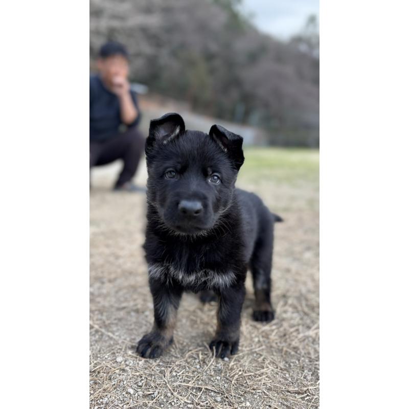 販売中の福岡県のジャーマンシェパードドッグ-450550