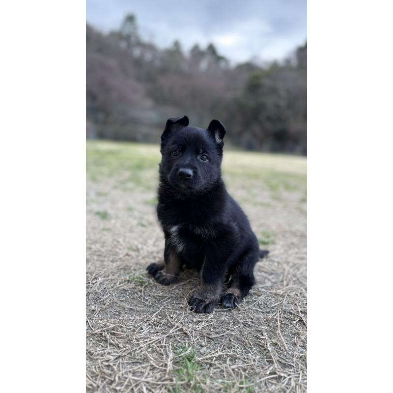 販売中の福岡県のジャーマンシェパードドッグ-450550の3枚目