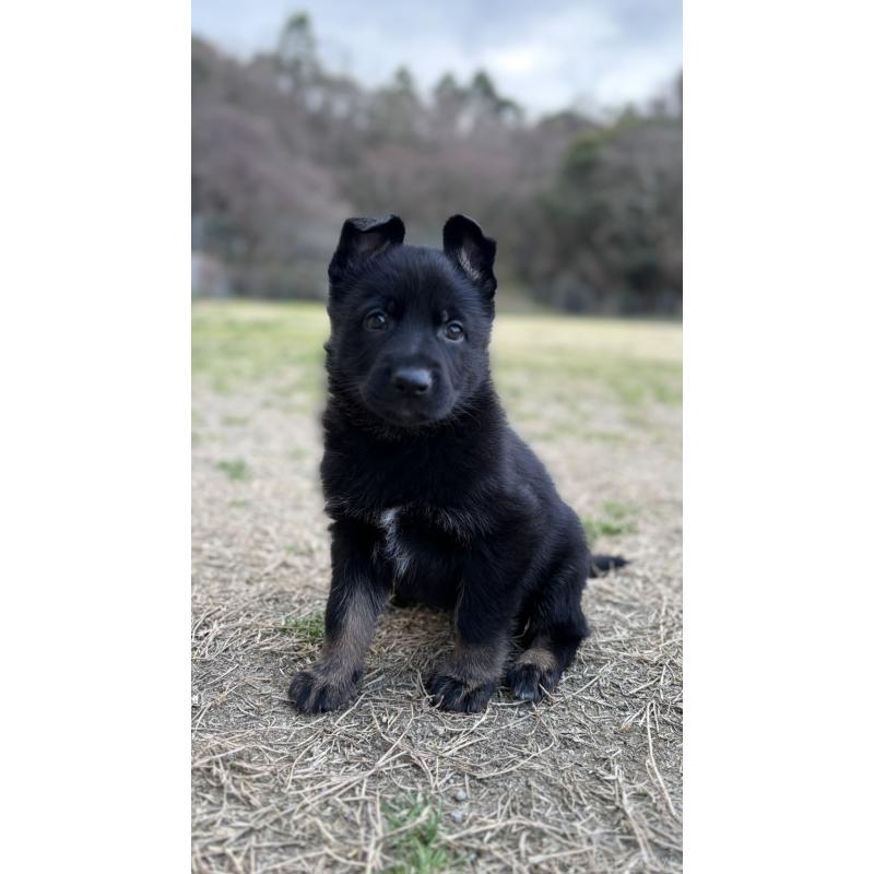 販売中の福岡県のジャーマンシェパードドッグ-450550の2枚目