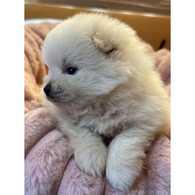 販売中の大分県のポメラニアン-450553の8枚目