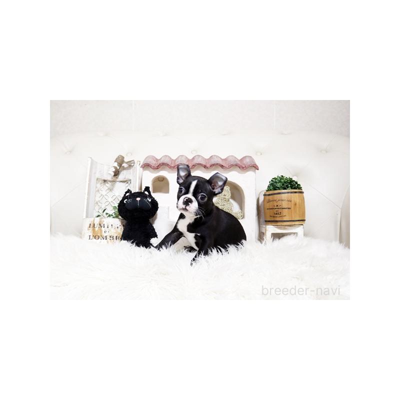 販売中の佐賀県のボストンテリア-450552の3枚目