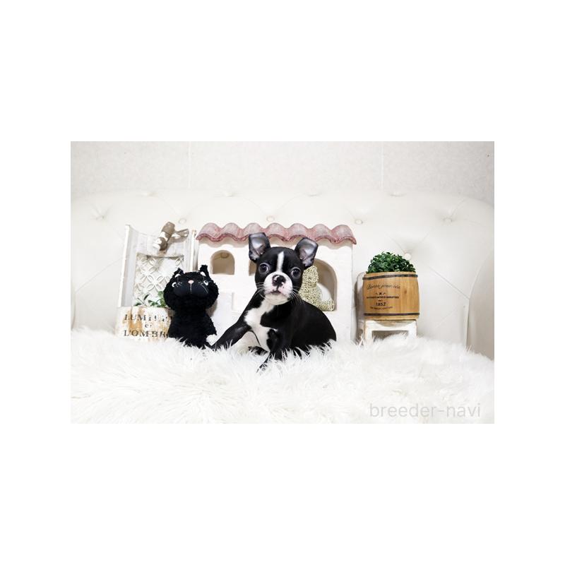 販売中の佐賀県のボストンテリア-450552の2枚目