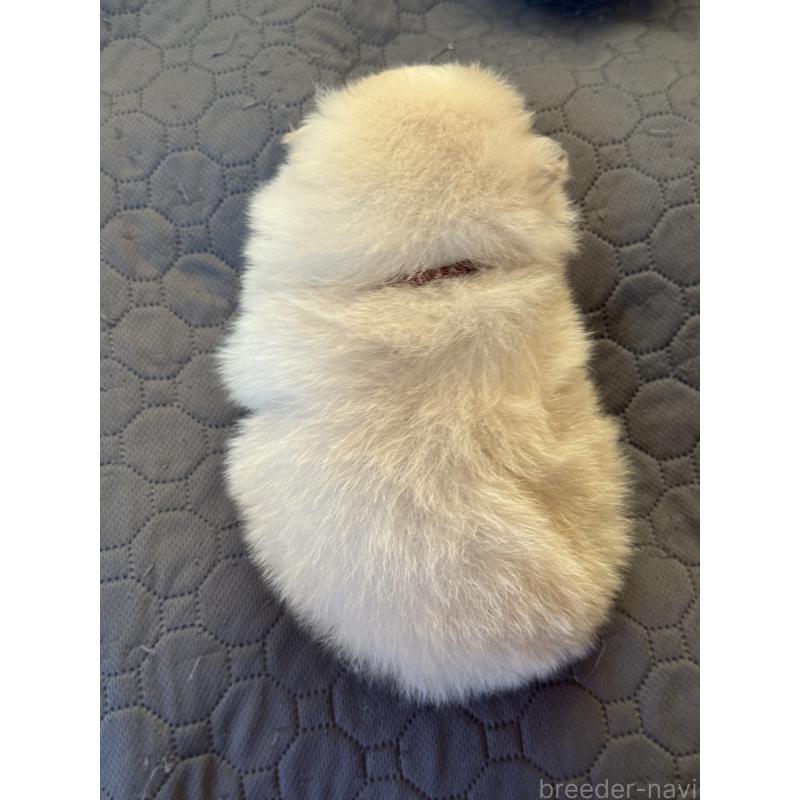 販売中の大分県のポメラニアン-450555の6枚目