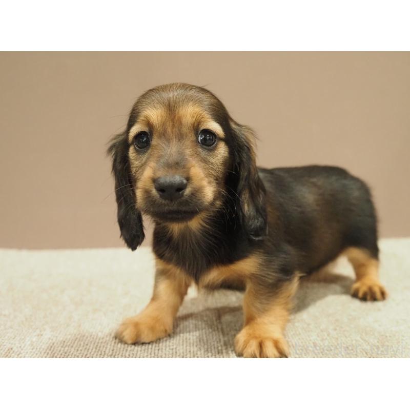 販売中の愛知県のミニチュアダックスフンド(ロングヘアード)-447687の8枚目