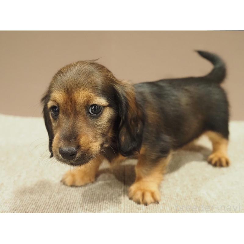 販売中の愛知県のミニチュアダックスフンド(ロングヘアード)-447687の7枚目