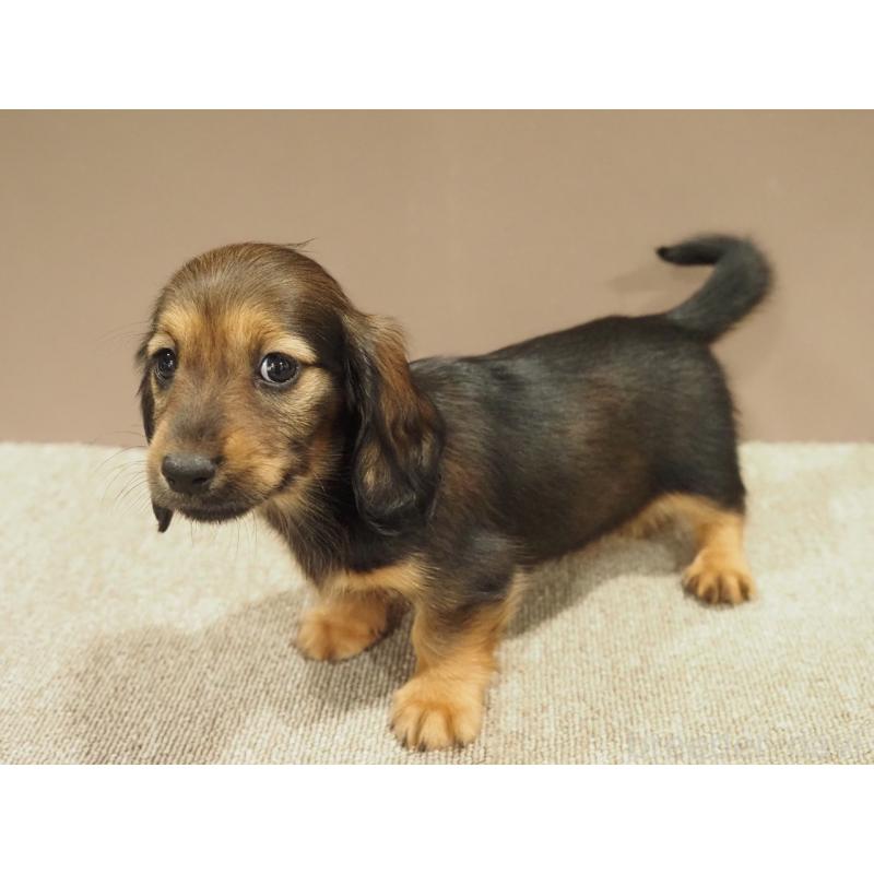 販売中の愛知県のミニチュアダックスフンド(ロングヘアード)-447687の6枚目