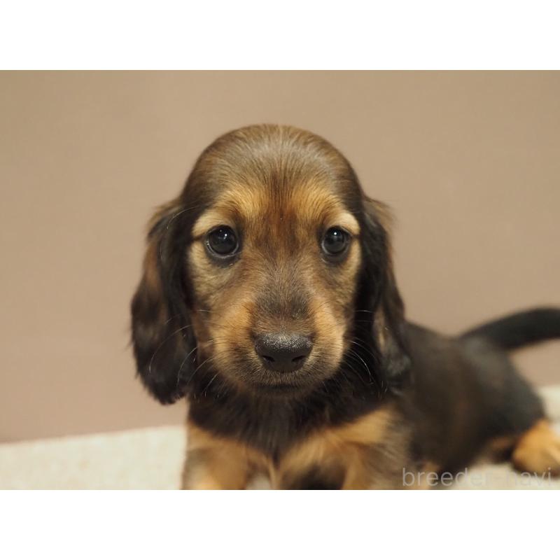 販売中の愛知県のミニチュアダックスフンド(ロングヘアード)-447687の5枚目