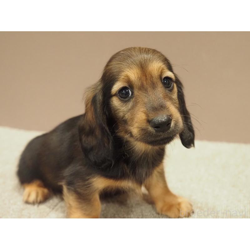 販売中の愛知県のミニチュアダックスフンド(ロングヘアード)-447687の4枚目