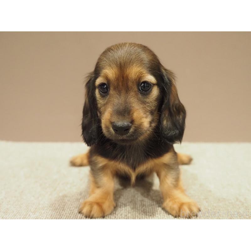 販売中の愛知県のミニチュアダックスフンド(ロングヘアード)-447687の3枚目