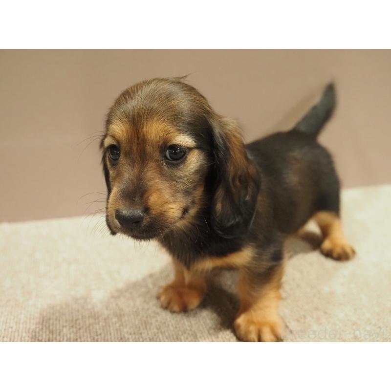 販売中の愛知県のミニチュアダックスフンド(ロングヘアード)-447687の2枚目