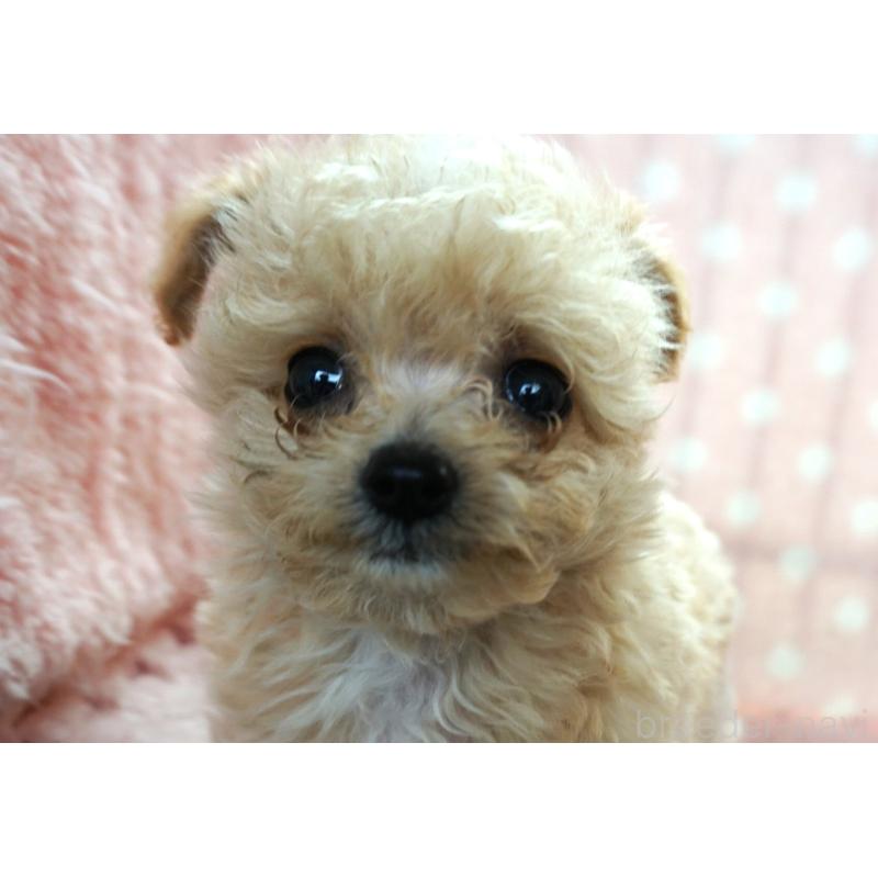 販売中の長崎県のマルプー:マルチーズ×トイプードル-450556の1枚目