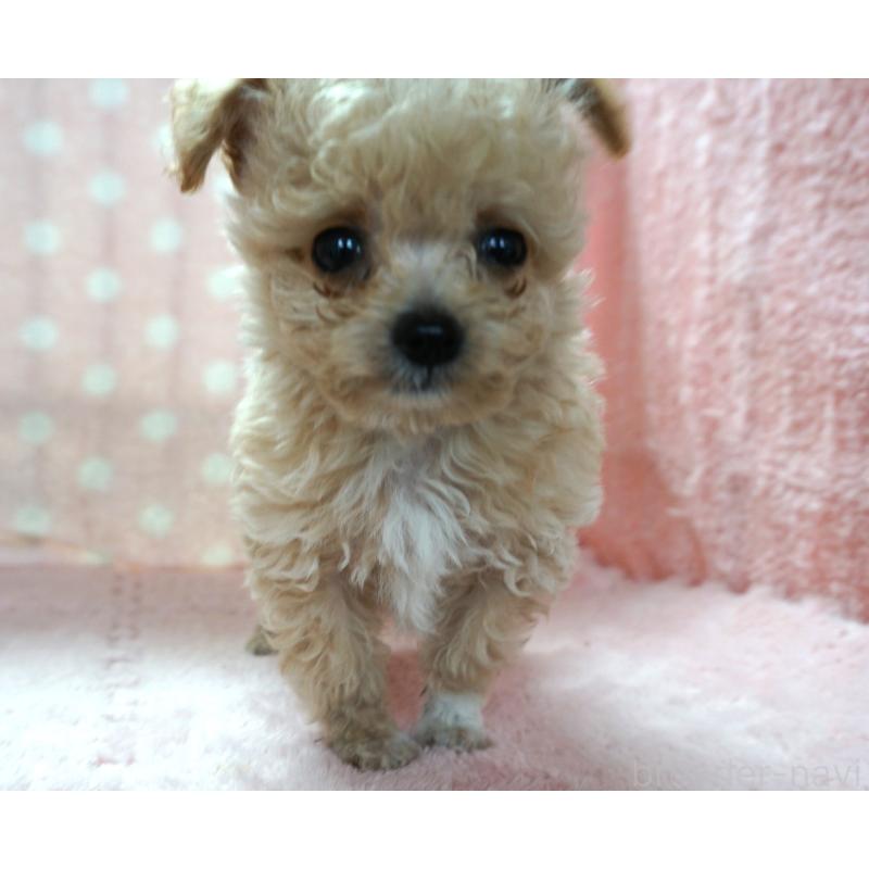 販売中の長崎県のマルプー:マルチーズ×トイプードル-450556の3枚目