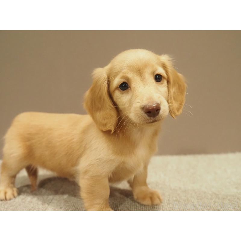 販売中の愛知県のミニチュアダックスフンド(ロングヘアード)-447686の8枚目