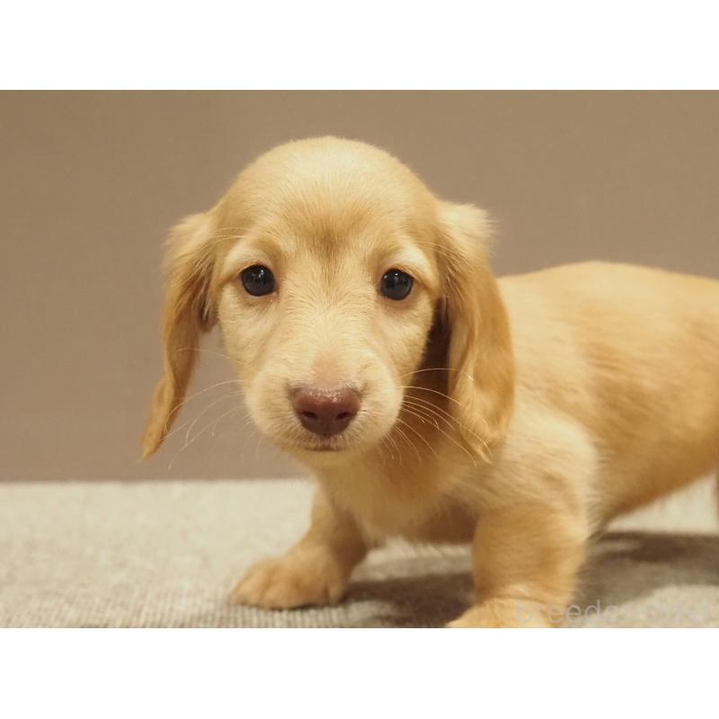 販売中の愛知県のミニチュアダックスフンド(ロングヘアード)-447686の6枚目