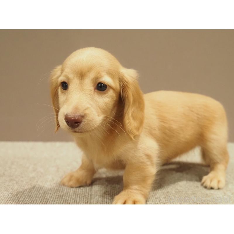 販売中の愛知県のミニチュアダックスフンド(ロングヘアード)-447686の5枚目