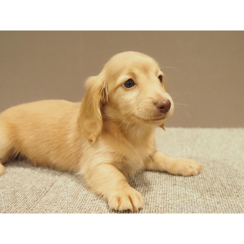 販売中の愛知県のミニチュアダックスフンド(ロングヘアード)-447686の3枚目