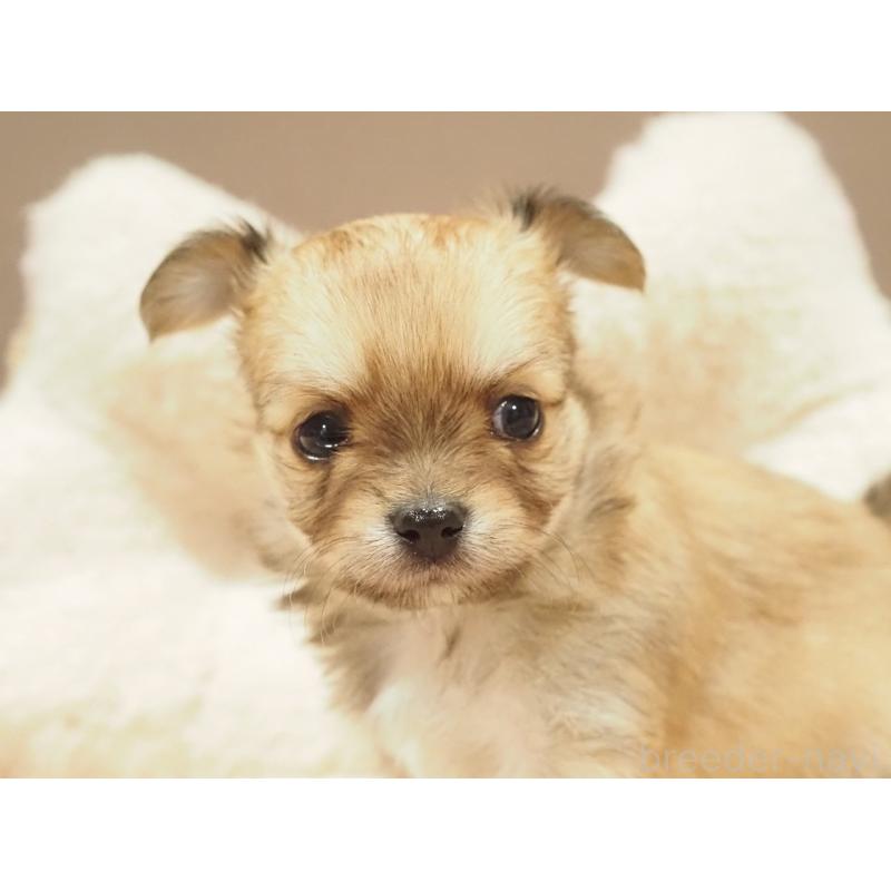 販売中の愛知県のチワワ(ロングコート)-450558の8枚目