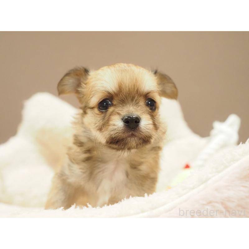 販売中の愛知県のチワワ(ロングコート)-450558の7枚目