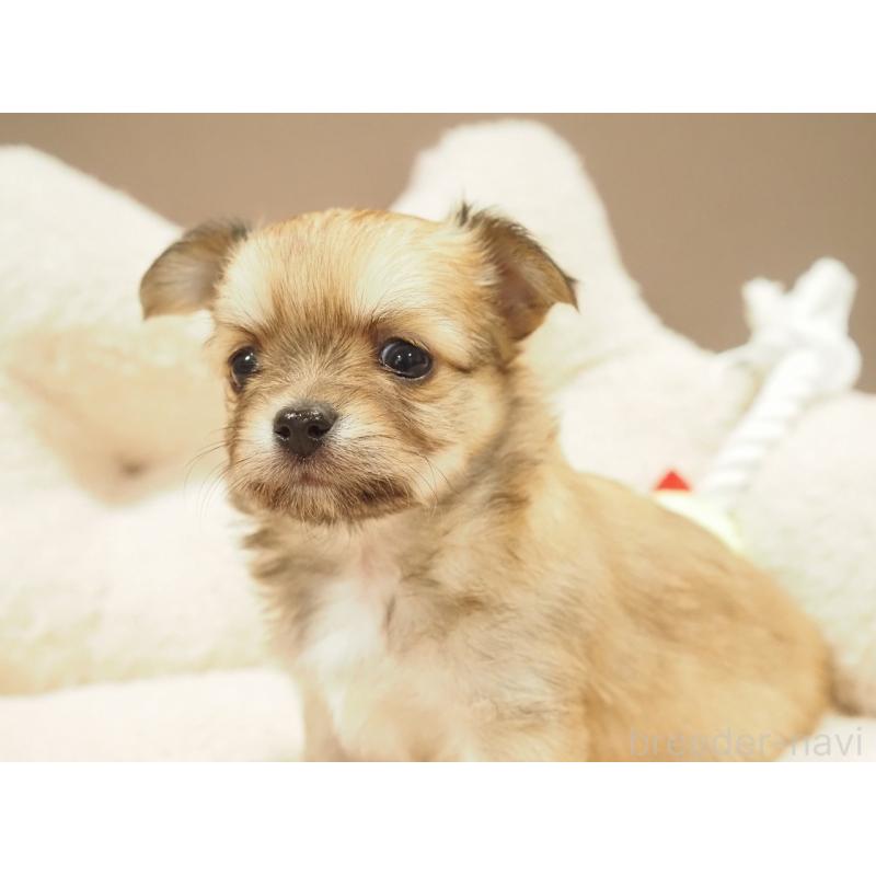 販売中の愛知県のチワワ(ロングコート)-450558の6枚目