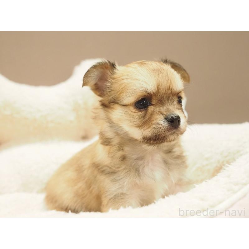 販売中の愛知県のチワワ(ロングコート)-450558の5枚目