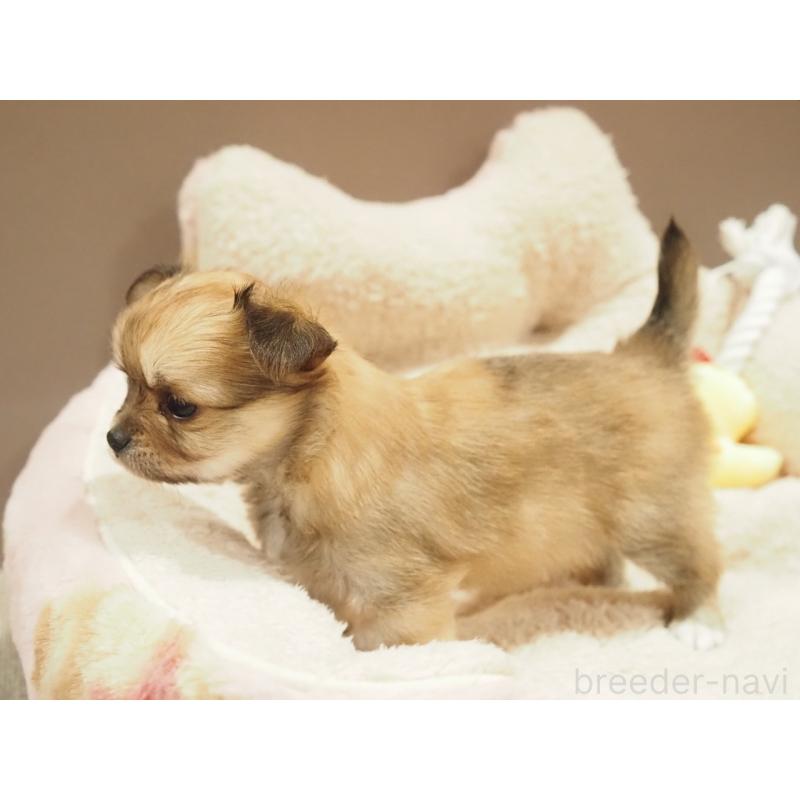 販売中の愛知県のチワワ(ロングコート)-450558の4枚目