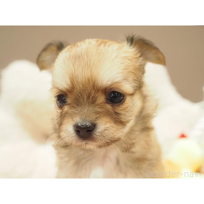 販売中の愛知県のチワワ(ロングコート)-450558の3枚目