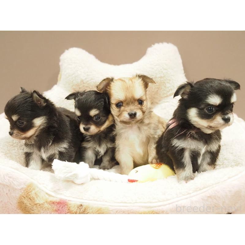 販売中の愛知県のチワワ(ロングコート)-450558の2枚目