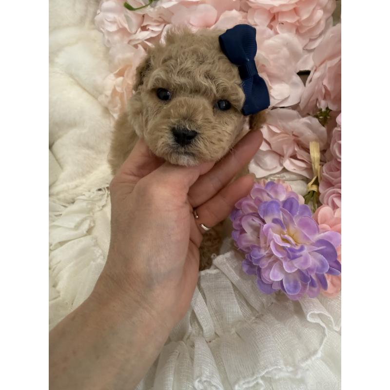 販売中の兵庫県のタイニープードル-447126