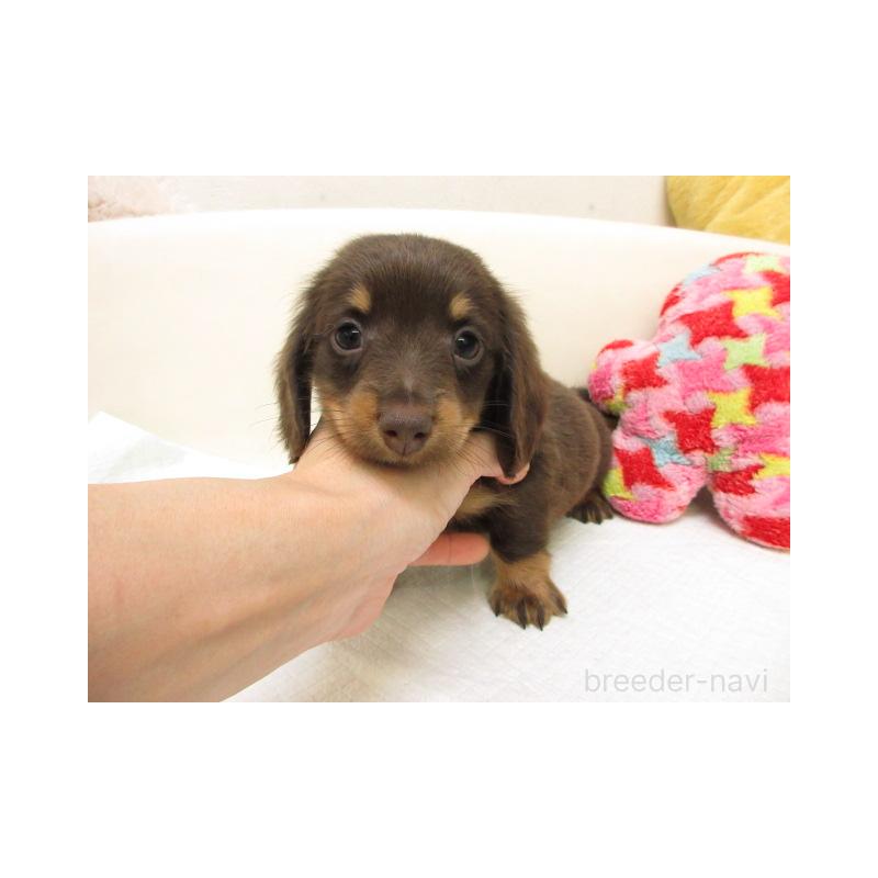 販売中の大阪府のミニチュアダックスフンド(ロングヘアード)-450559の1枚目