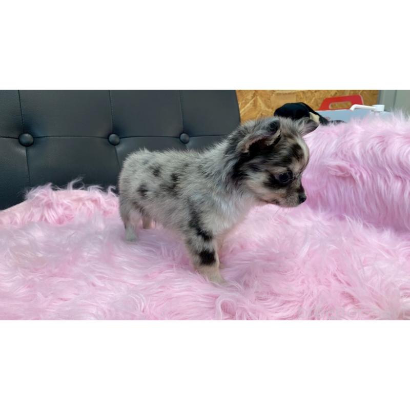 販売中の兵庫県のチワワ(ロングコート)-450561の10枚目