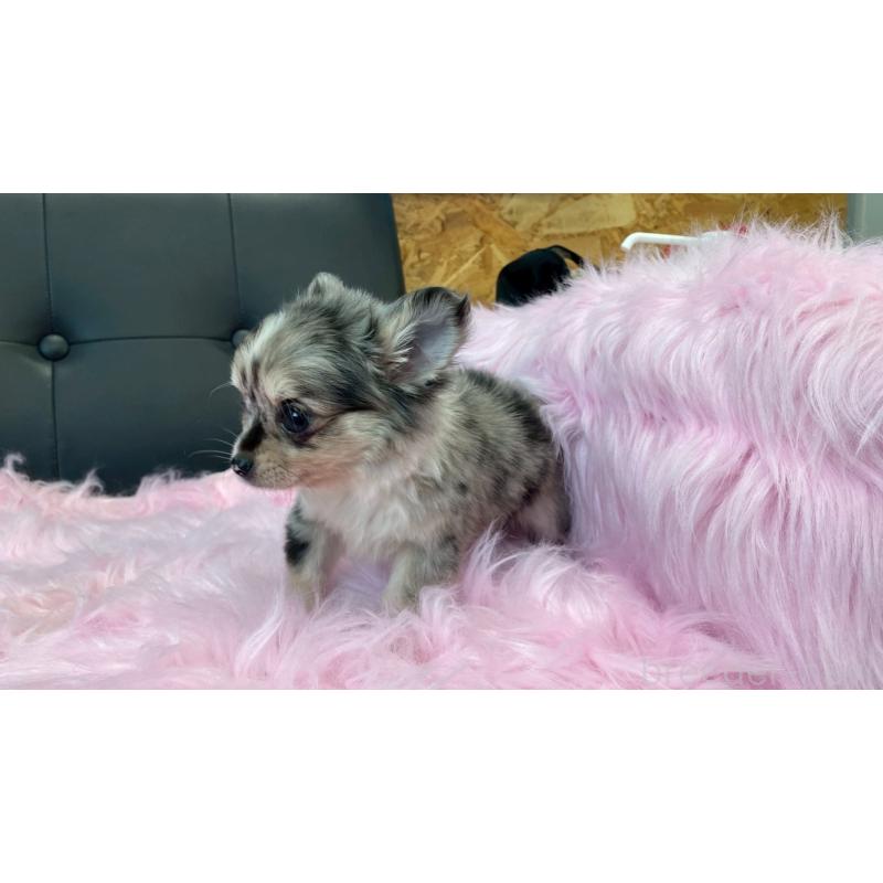 販売中の兵庫県のチワワ(ロングコート)-450561の9枚目