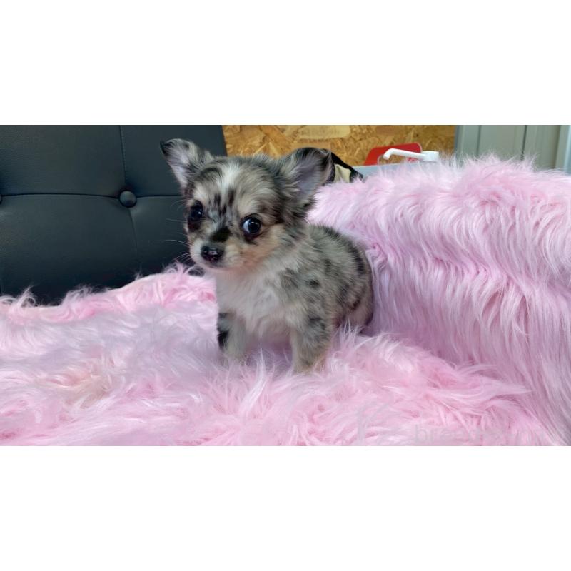 販売中の兵庫県のチワワ(ロングコート)-450561の8枚目