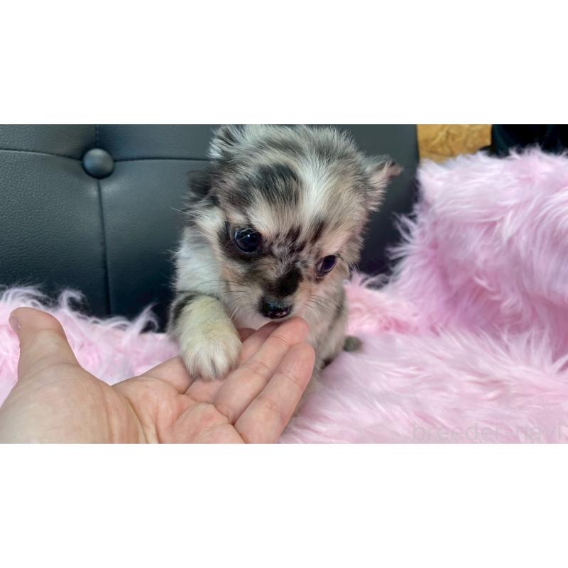 販売中の兵庫県のチワワ(ロングコート)-450561の7枚目