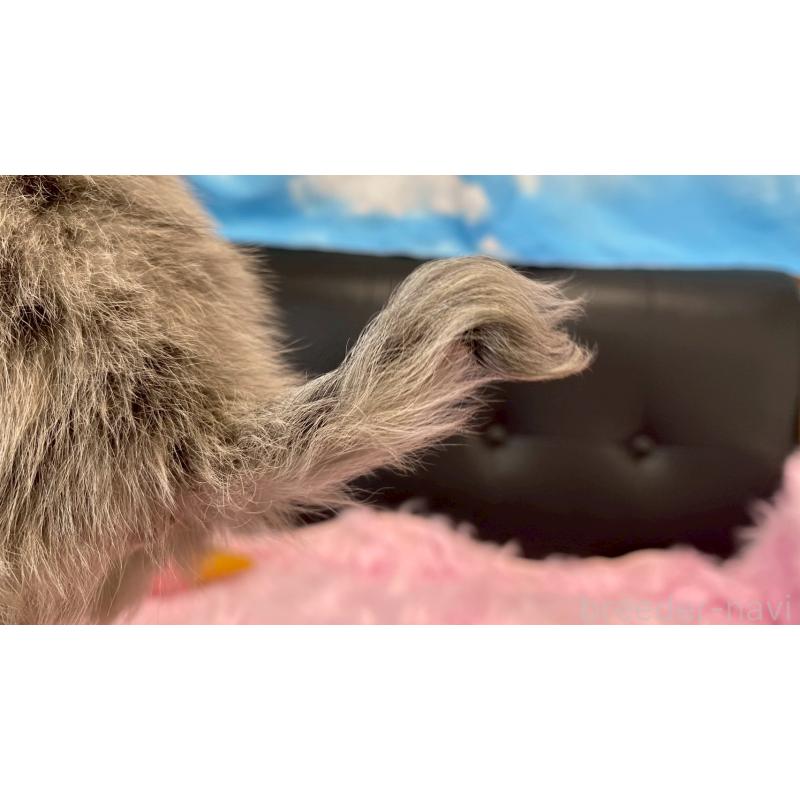 販売中の兵庫県のチワワ(ロングコート)-450561の4枚目