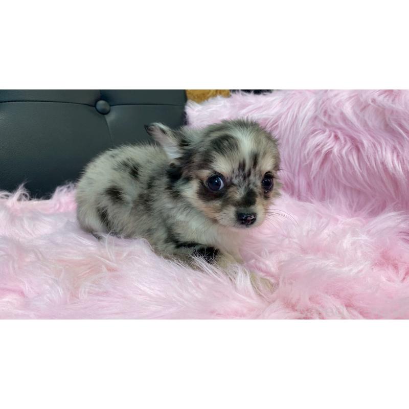 販売中の兵庫県のチワワ(ロングコート)-450561の3枚目