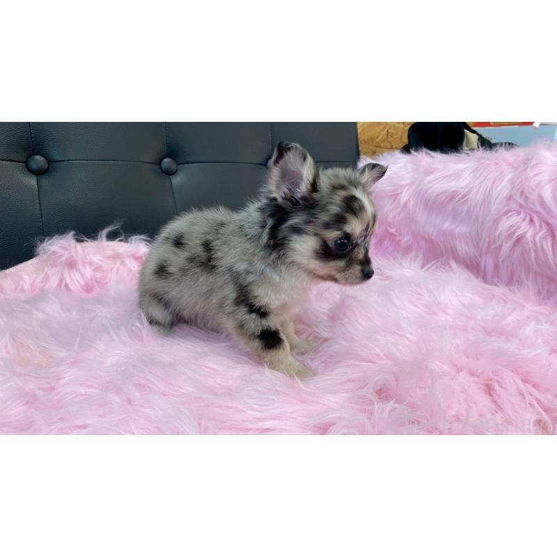 販売中の兵庫県のチワワ(ロングコート)-450561の2枚目