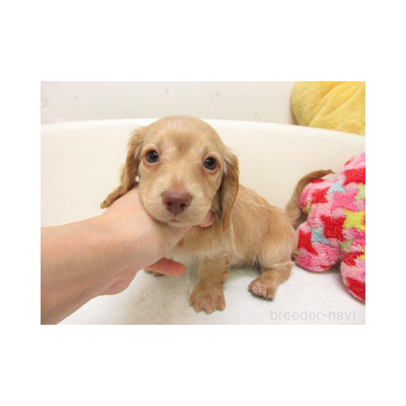 販売中の大阪府のミニチュアダックスフンド(ロングヘアード)-450560の1枚目