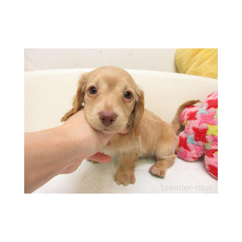 販売中の大阪府のミニチュアダックスフンド(ロングヘアード)-450560の2枚目