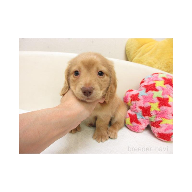 販売中の大阪府のミニチュアダックスフンド(ロングヘアード)-450562の2枚目