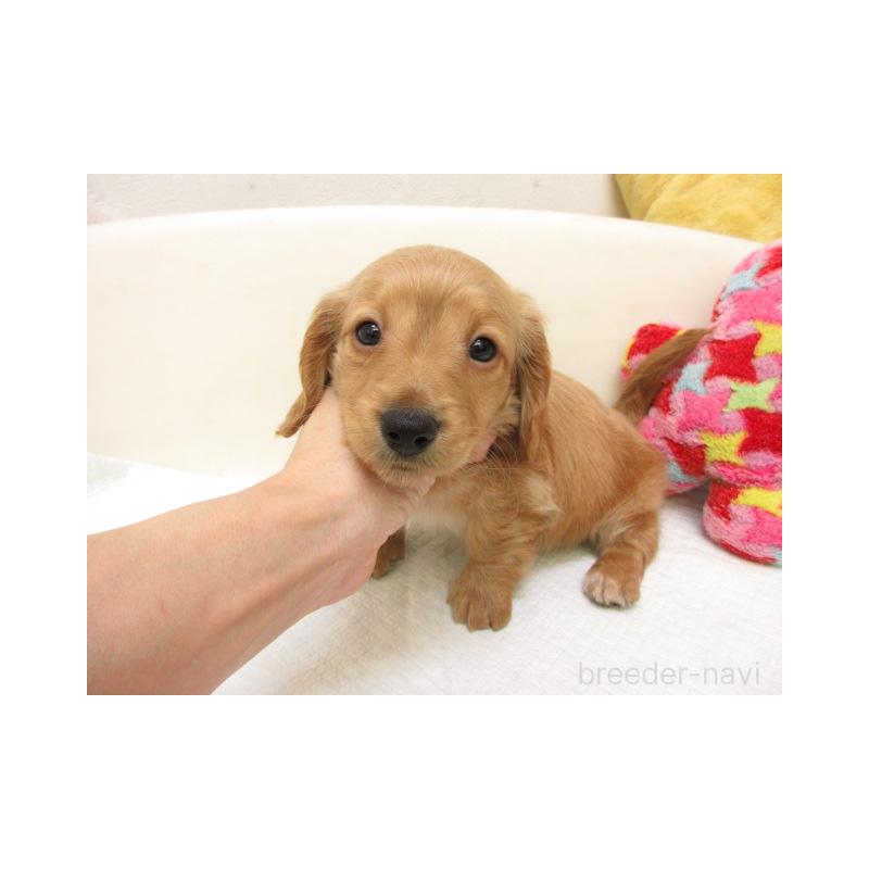 販売中の大阪府のミニチュアダックスフンド(ロングヘアード)-450563の2枚目