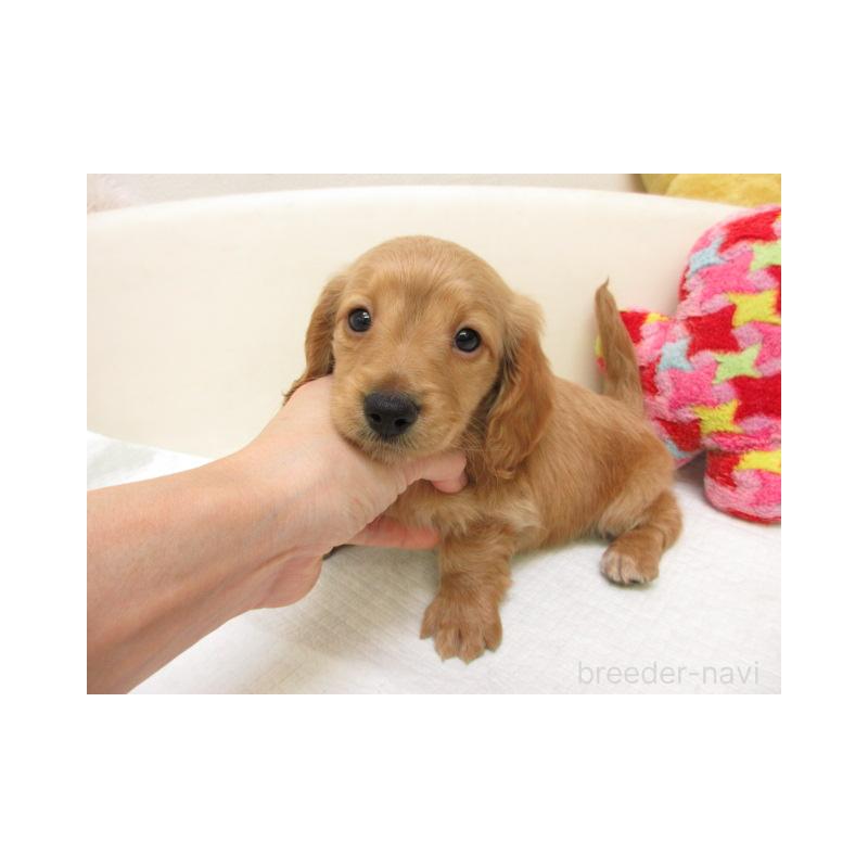 販売中の大阪府のミニチュアダックスフンド(ロングヘアード)-450563