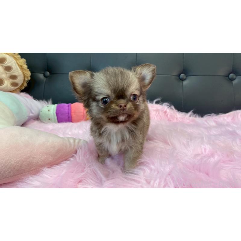 販売中の兵庫県のチワワ(ロングコート)-450564の12枚目