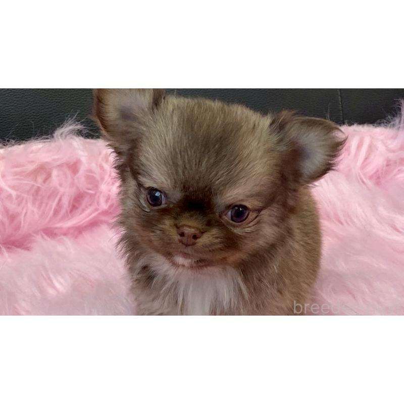 販売中の兵庫県のチワワ(ロングコート)-450564の10枚目